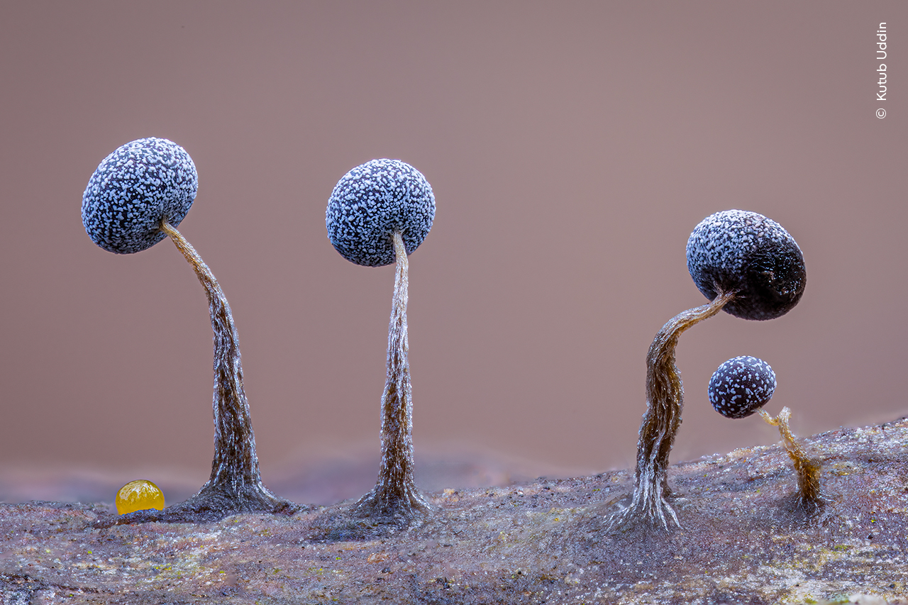 A line of slime molds on a fallen tree.